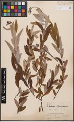 Foto von Salix capensis Thunb.